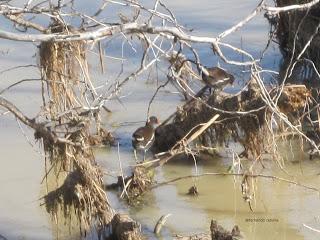 Paseando por el Ebro (V) con Yayo Chamin.
