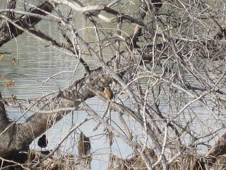 Paseando por el Ebro (IV) con Yayo Chamin.
