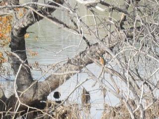 Paseando por el Ebro (IV) con Yayo Chamin.