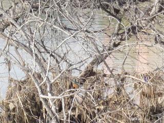 Paseando por el Ebro (IV) con Yayo Chamin.