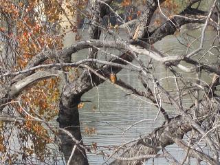 Paseando por el Ebro (IV) con Yayo Chamin.