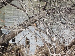 Paseando por el Ebro (IV) con Yayo Chamin.