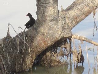 Paseando por el Ebro (IV) con Yayo Chamin.