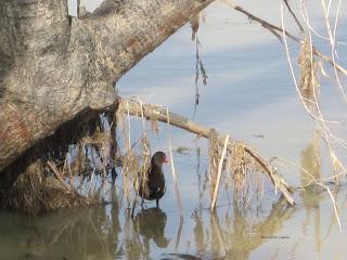 Paseando por el Ebro (IV) con Yayo Chamin.