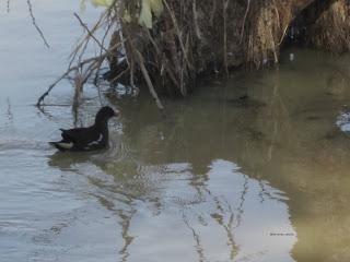 Paseando por el Ebro (III) con Yayo Chamin.