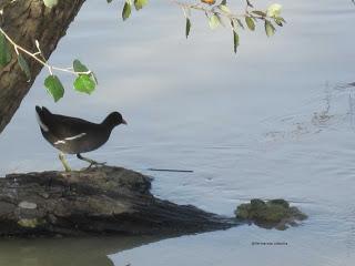 Paseando por el Ebro (III) con Yayo Chamin.