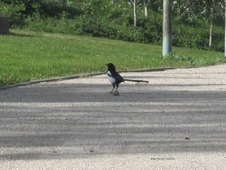 Paseando por el Ebro (III) con Yayo Chamin.