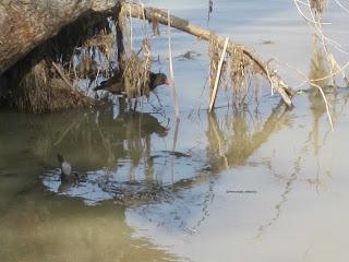 Paseando por el Ebro (III) con Yayo Chamin.