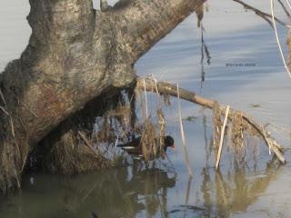 Paseando por el Ebro (III) con Yayo Chamin.