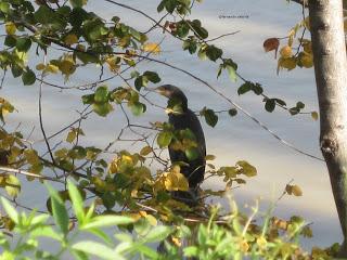 Paseando por el Ebro (III) con Yayo Chamin.