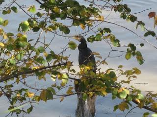 Paseando por el Ebro (III) con Yayo Chamin.