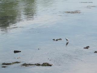 El blanco del Ebro...