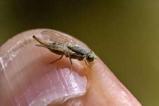 Terellia longicauda (Meigen, 1838)