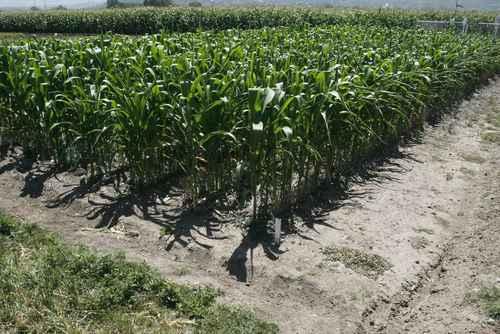 CCC exige parar la siembra de maìz transgènico en el paìs