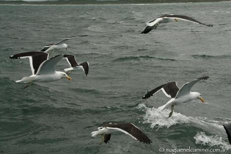 gaviotas