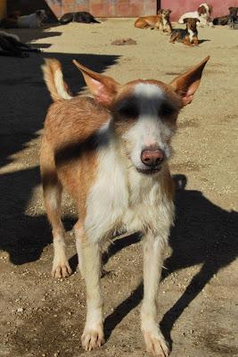 MASTER, PRECIOSO PODENQUITO EN ADOPCIÓN. (ALMERIA)