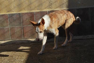 MASTER, PRECIOSO PODENQUITO EN ADOPCIÓN. (ALMERIA)