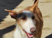 Master, precioso podenquito adopción. (almeria)
