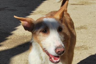 MASTER, PRECIOSO PODENQUITO EN ADOPCIÓN. (ALMERIA)