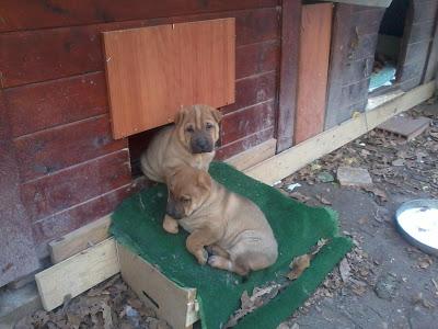 Cachorros de dos meses mestizos de pastor alemán y sharpei en ADOPCIÓN. (Murcia)