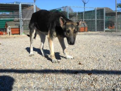 NAYA, Pastora rescatada de un cueva del río en los huesos necesita adopción y AYUDA. (Murcia)