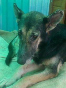 NAYA, Pastora rescatada de un cueva del río en los huesos necesita adopción y AYUDA. (Murcia)