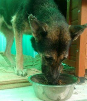 NAYA, Pastora rescatada de un cueva del río en los huesos necesita adopción y AYUDA. (Murcia)