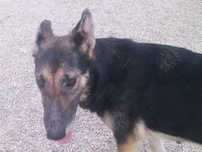 NAYA, Pastora rescatada de un cueva del río en los huesos necesita adopción y AYUDA. (Murcia)