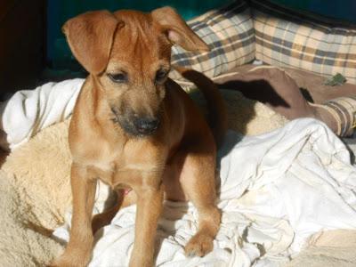 LUCERO, cachorro de 3 meses recogido de la calle en nochebuena. (MURCIA)