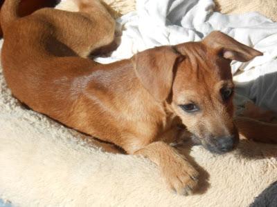 LUCERO, cachorro de 3 meses recogido de la calle en nochebuena. (MURCIA)