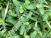 ¿Cuáles beneficios chanca piedra?