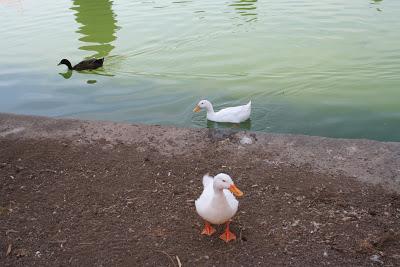 DIVAGACIONES DE UN FIN DE AÑO