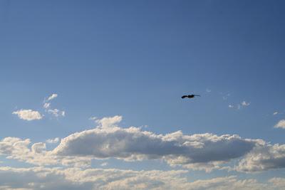 DIVAGACIONES DE UN FIN DE AÑO