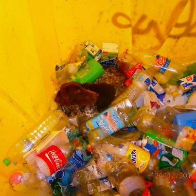 Foto: Perrera La Solana(Ciudad Real) Nombre: Candela Raza: Braco Alemán. Sexo:Hembra Edad: 1 año Esta tarde día 26 de diciembre me dan el aviso de que una chica al ir a tirar el plástico,se encuentra con esta pobre perrita en el interior. La pobre cuando he llegado estaba muy asustada,al sacarla se ha echo pis del miedo que tenia,le hemos dado de comer,se ha comido todo estaba muerta de hambre,la pobre esta en los huesos. No sabemos quien ha sido el capullo que ha tirado a este pobre animal. Ahora Candela como le hemos puesto se encuentra en la perrera. Por favor máxima de difusión para esta pobre perrita,hay que encontrarle un hogar.  Contacto: Mari. Móvil: 665934781 Correo: braviya24@hotmail.com  Perrera La Solana(Ciudad Real) Ayuda a difundir caso de crueldad!!!