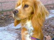 Aritz cachorro encontrado desnutrido