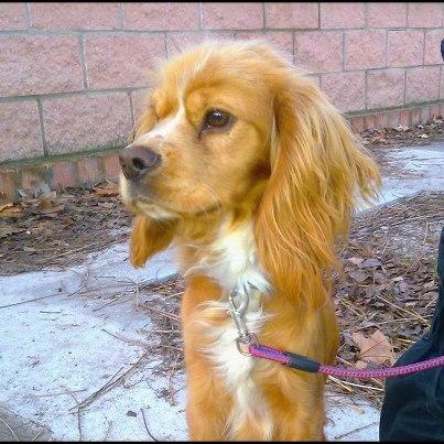 Foto: URGE ACOGIDA O ADOPCION PARA ESTE CACHORRO Aritz, cachorro cavalier x cocker de tamaño pequeño, ha sido encontrado en un pueblo de badajoz, muy asustado y desnutrido. es un perrin muy tranquilo, bueno, sociable y agradecido. Necesitamos urgente acogida o adopcion para el. Si puedes ayudarnos: refugiodezafra@gmail.com o tel: 625.673.836 Difunde su foto. Gracias!