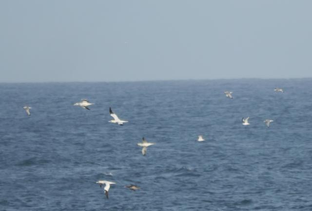 Gaviota tridáctila