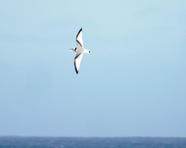 Gaviota tridáctila