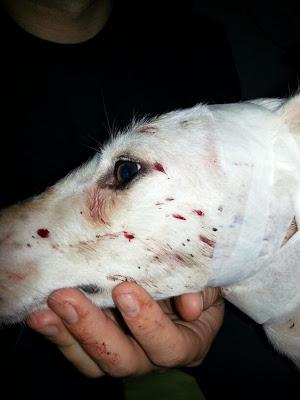 Guti, este galgo necesita acogida URGENTE! por poco tiempo.