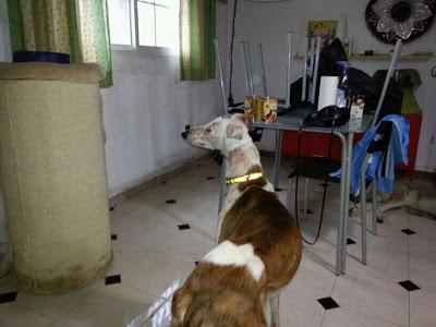 Guti, este galgo necesita acogida URGENTE! por poco tiempo.