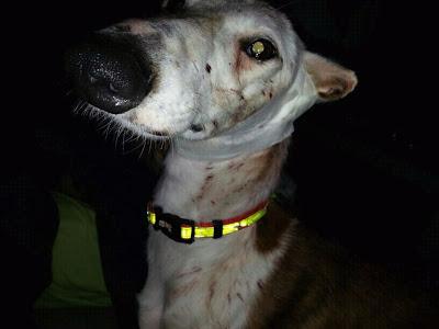 Guti, este galgo necesita acogida URGENTE! por poco tiempo.