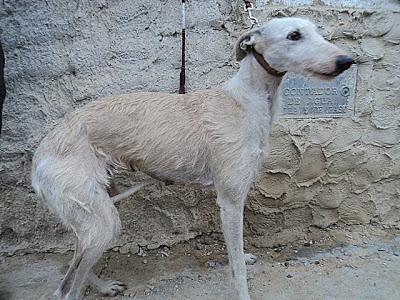 MUY URGENTE!! GALGA HERIDA, LE HAN ARRANCADO EL MICROCHIP Y AMENAZAN CON MATARLA. (HUELVA)