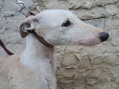 MUY URGENTE!! GALGA HERIDA, LE HAN ARRANCADO EL MICROCHIP Y AMENAZAN CON MATARLA. (HUELVA)