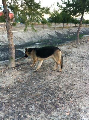 Pastora alemana joven en la calle, con riesgo de quedarse preñada. (Murcia)