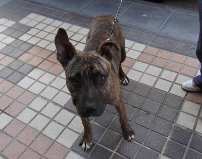 CHICO, PRECIOSO CACHORRON DE PITBULL EN ADOPCIÓN. (CARTAGENA).