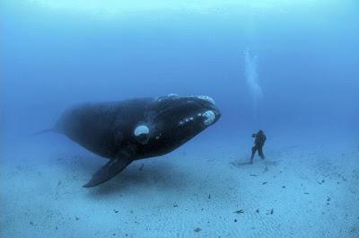 BALLENAS LOS ULTIMOS GIGANTES DE LOS OCEANOS