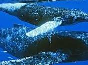 Ballenas ultimos gigantes oceanos