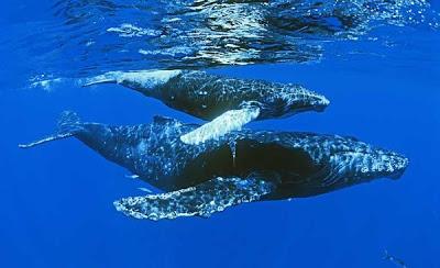 BALLENAS LOS ULTIMOS GIGANTES DE LOS OCEANOS