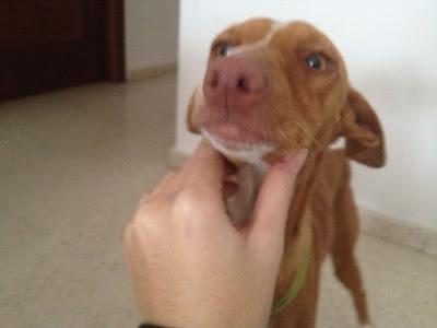 URGENTISIMO!!! PODENCA MEDIO MUERTA NECESITA ACOGIDA O ADOPCIÓN!! (BADAJOZ)