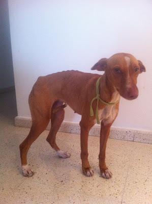 URGENTISIMO!!! PODENCA MEDIO MUERTA NECESITA ACOGIDA O ADOPCIÓN!! (BADAJOZ)